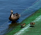 Ducks (2)